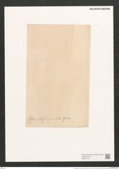 Navicula lyra var. subcarinata Grun. (de-Toni-Nr.: Genus 1, Species 327) Zeichnungen Sammlung Grunow (NHMW-BOT-W0367146)